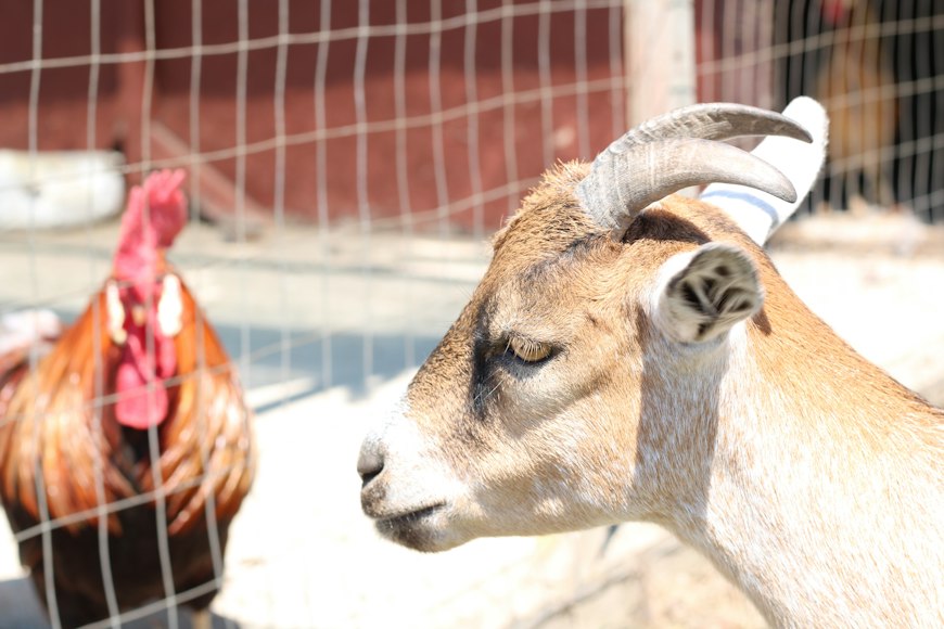 Gifts of Love: How Your Spare Change Can Give a Family a Goat