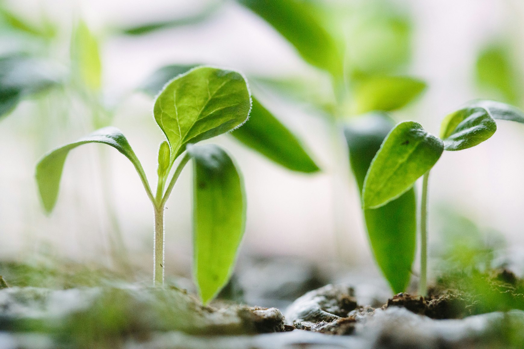 Kingdom of God Parables: The Kingdom Is Already Here