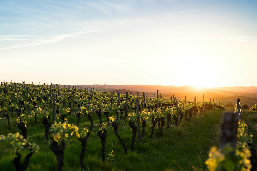 His Authority, Our Choice: Remember, the Vineyard Is Always Open