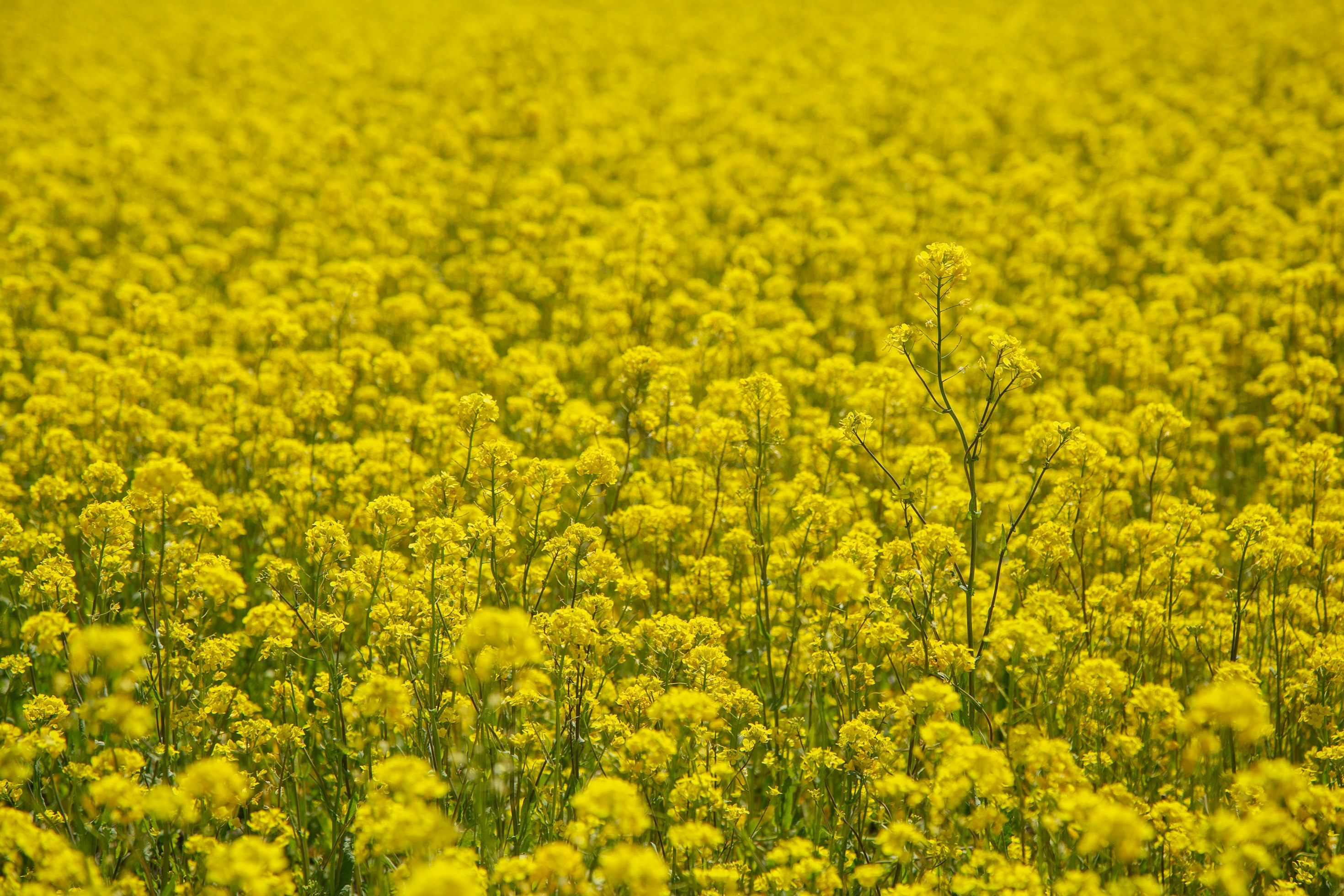 The Parable of the Mustard Seed: How Small Things Change Everything