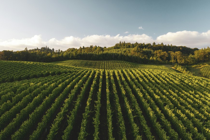 What Kind of Tenant Are You? The Parable of the Tenants