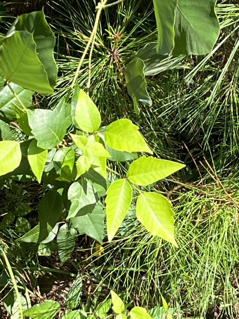 The Parable of the Weeds: Judgment Is Not Ours to Make